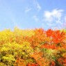 秋晴れ