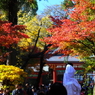 鶴岡八幡宮の秋 03