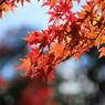 大興善寺の紅葉（１０）