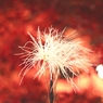 紅白饗宴