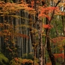 疎な紅葉