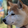 息子