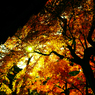 紅葉7