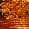 紅葉8