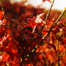 紅葉10