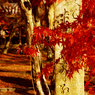 紅葉12