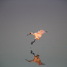 ヘラサギの飛翔（3）