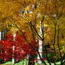 大興善寺の紅葉（１２）