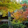 大興善寺の紅葉（１３）
