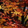 大興善寺の紅葉（１４）