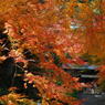 大興善寺の紅葉（１５）