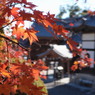 静岡県袋井市可睡斎の紅葉