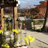 秋の大覚寺と大沢池