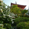 古寺の彩り　6