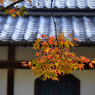 古寺の彩り　11　