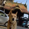 艮神社の犬