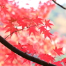 再度公園（八）