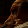 愛犬バカ_②