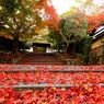 落葉の安楽寺