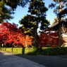 相国寺の紅葉