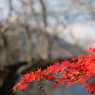 晃石山と紅葉