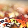autumn leaf