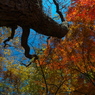 紅葉を見上げて