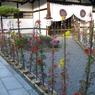大覚寺嵯峨菊１