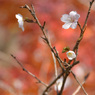 12月に見た桜