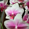 花2