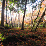 京都の紅葉2013　2-1