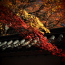 京都の紅葉2013　2-2