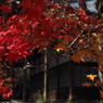 京都の紅葉2013　2-5