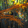 京都の紅葉2013　2-8