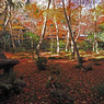 京都の紅葉2013　2-16