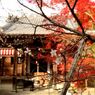 赤山禅院の寒桜