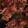 紅響