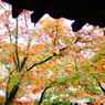 2013 秋　京都