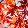 新宿御苑