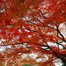 養源院の紅葉