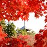 仁和寺の紅葉