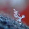 雪