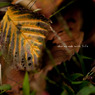Autumn　Color