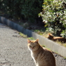 見返り猫