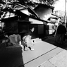 谷根千 10
