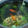 京風な金魚