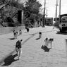 cats in the street