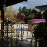 大覚寺の嵯峨菊