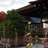 大覚寺の嵯峨菊