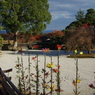 大覚寺　嵯峨菊